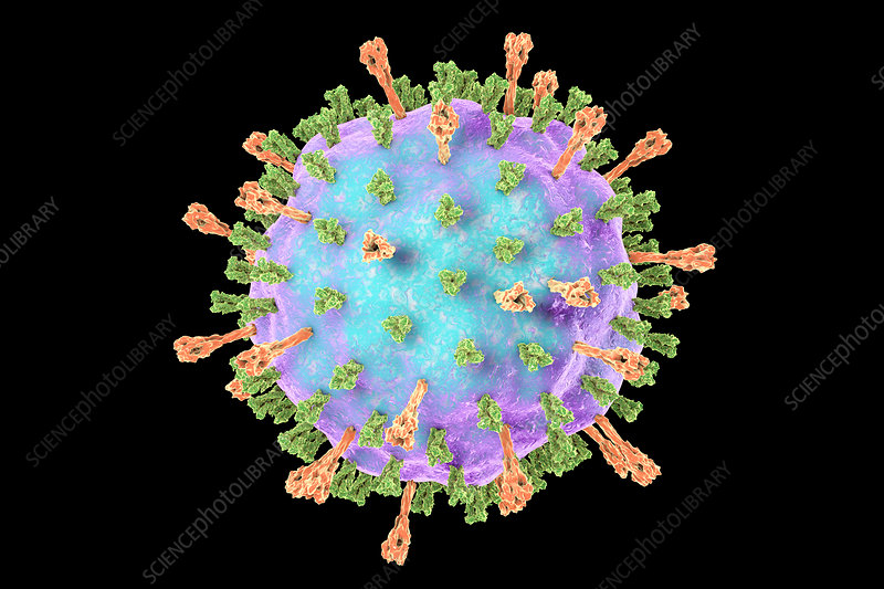 Mumps Virus in hindi: मम्प्स वायरस